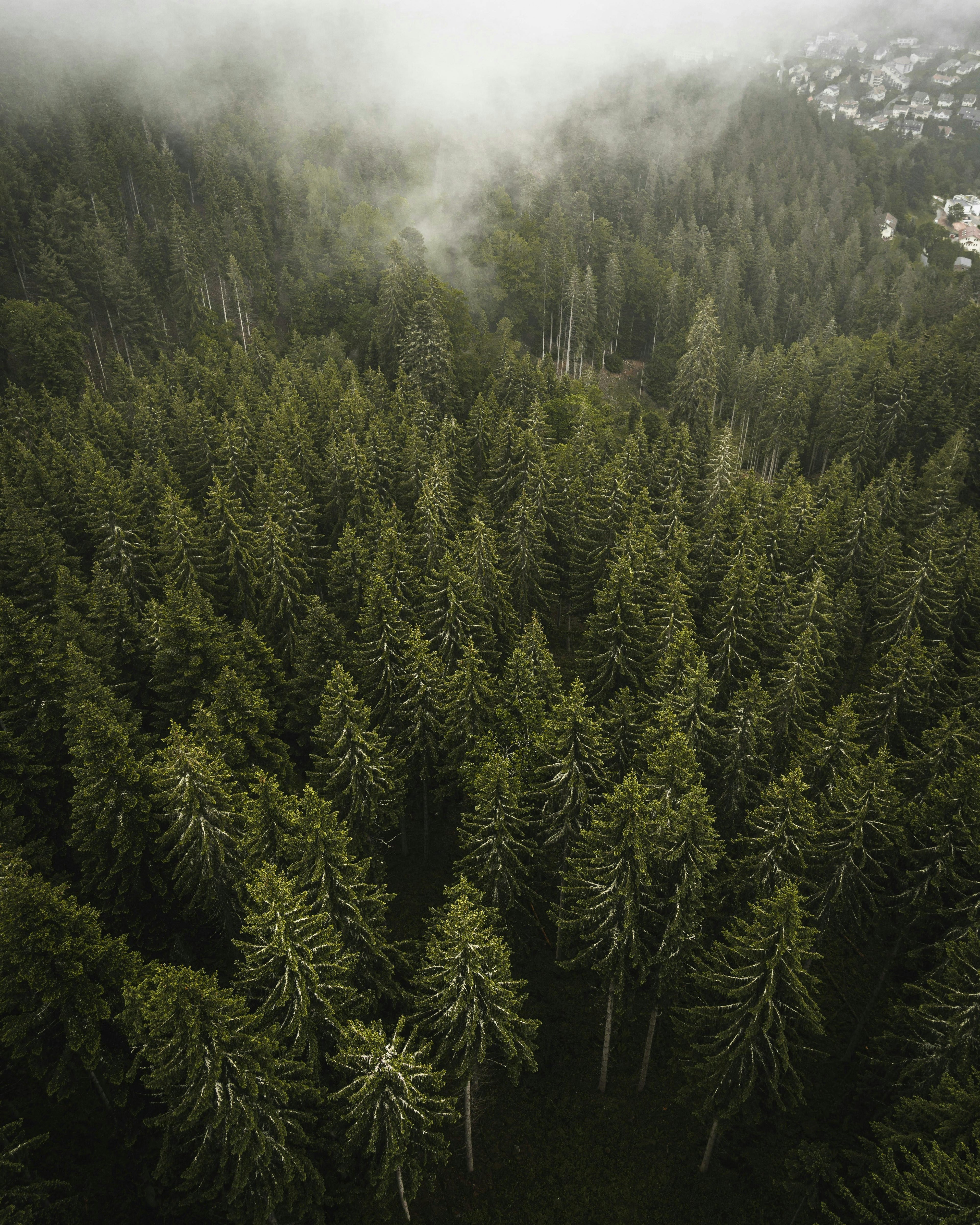 Aerial view of a dense forest with misty mountains in the background